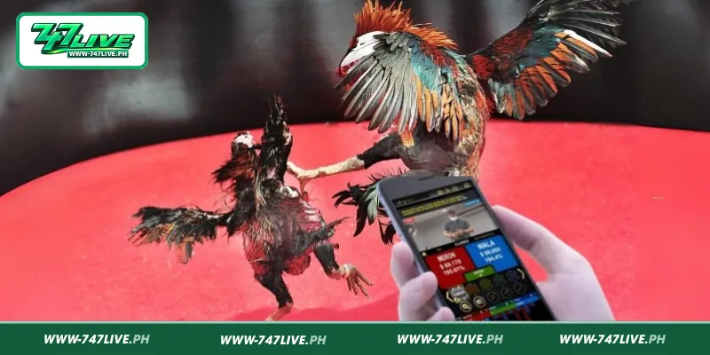 Practical Tips for Watching Live sabong Thomo Practical Tips for Watching Live sabong Thomo