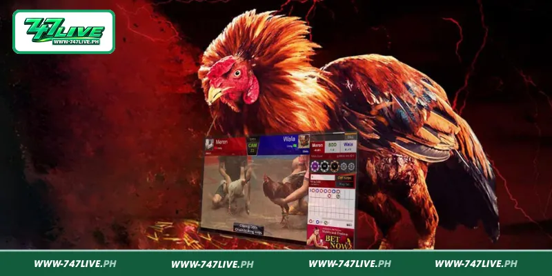 Why Live sabong Thomo Draws Viewer Interest Why Live sabong Thomo Draws Viewer Interest